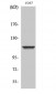 IARS2 Polyclonal Antibody